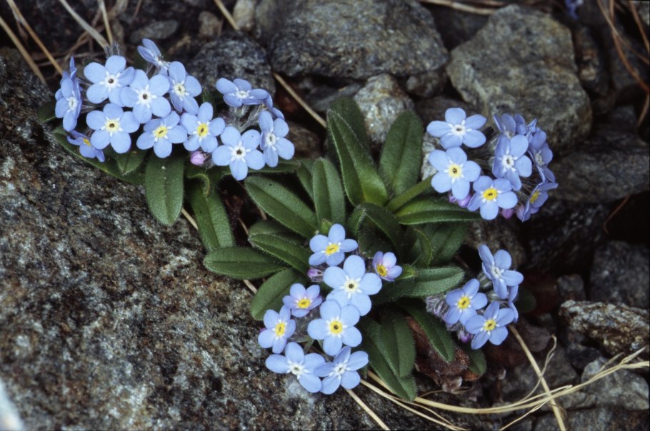 Незабудка Лесная Форгетминот
