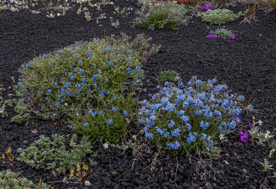 Незабудочник уральский