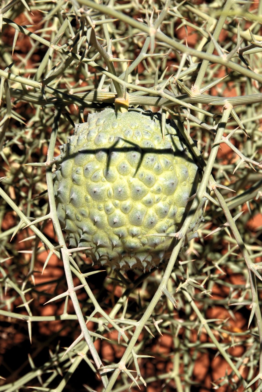 Acanthosicyos naudinianus