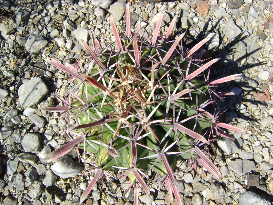 Encephalartos horridus