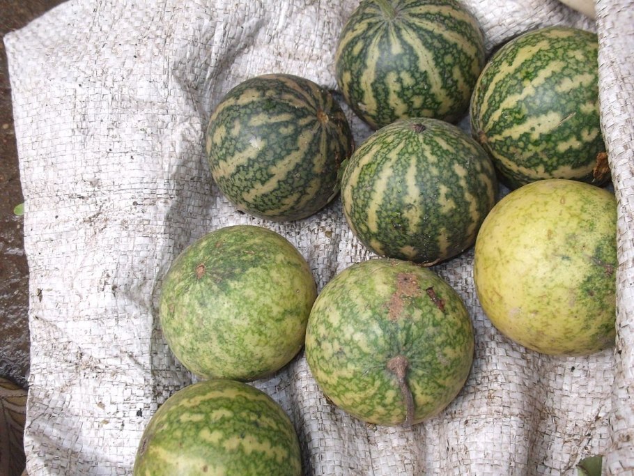 Дыня в пустыне