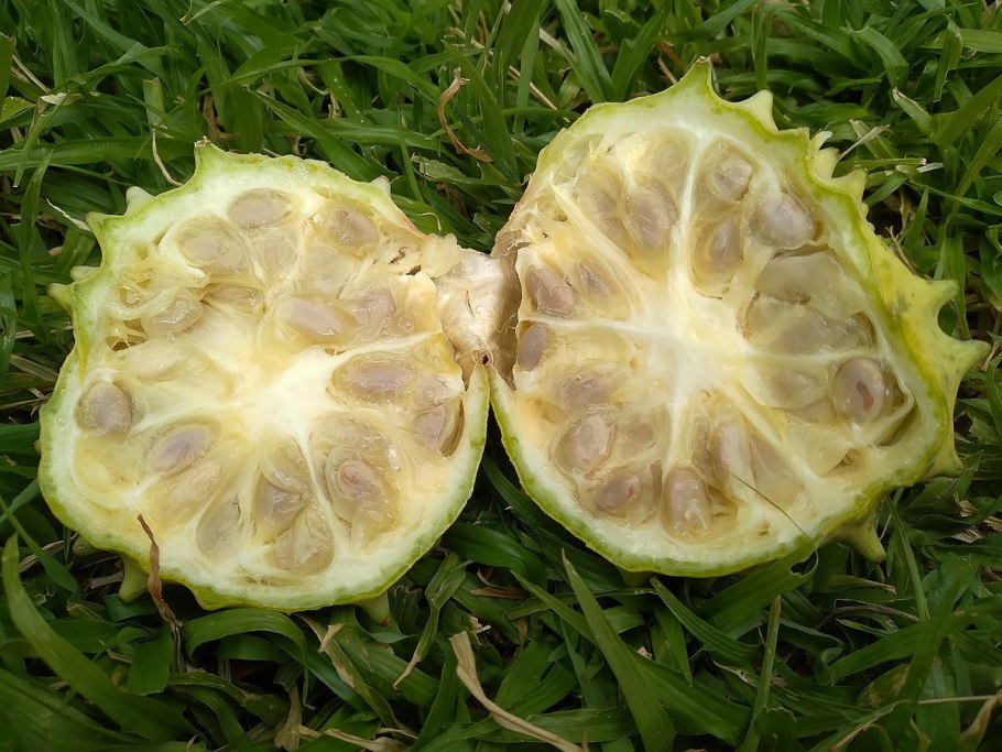 Опунция в пустыне