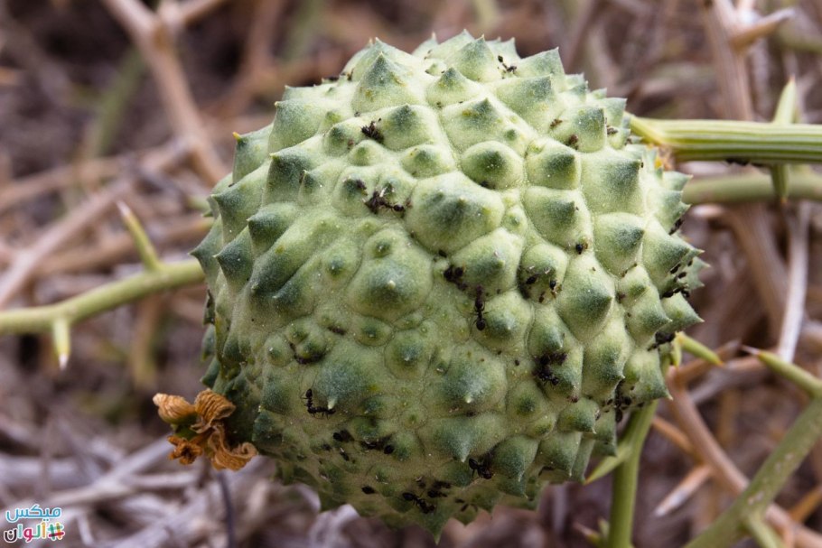 Acanthosicyos naudinianus