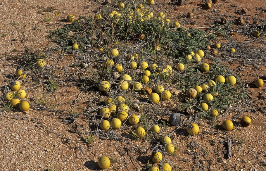 Нара растение