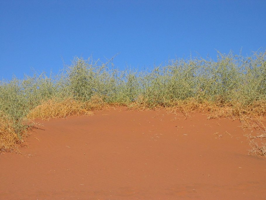 Якорцы стелющиеся (трибулус)