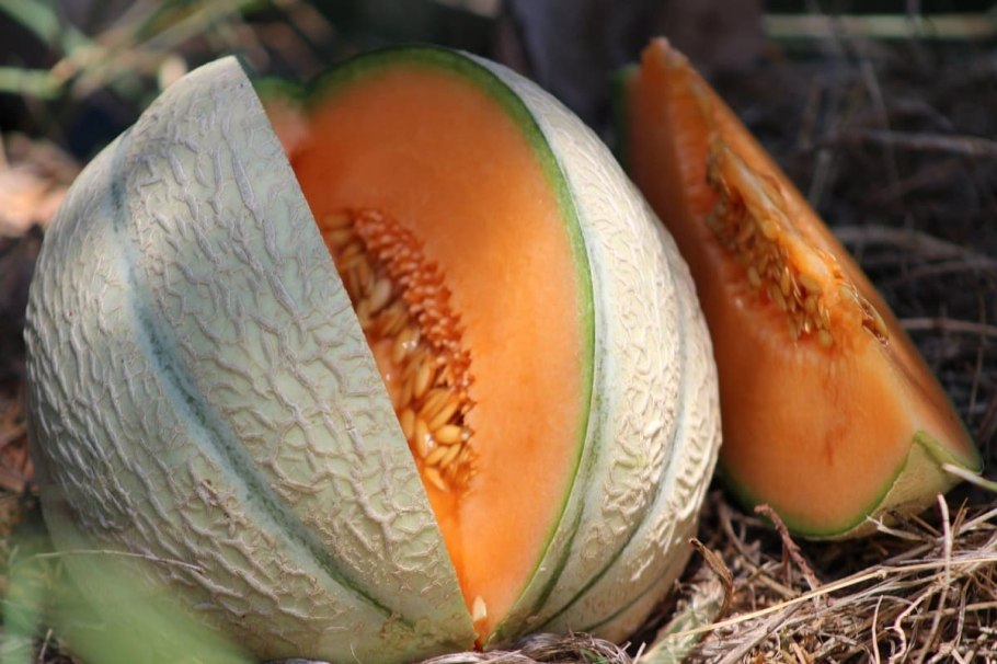 Euphorbia horrida эуфорбия хоррида