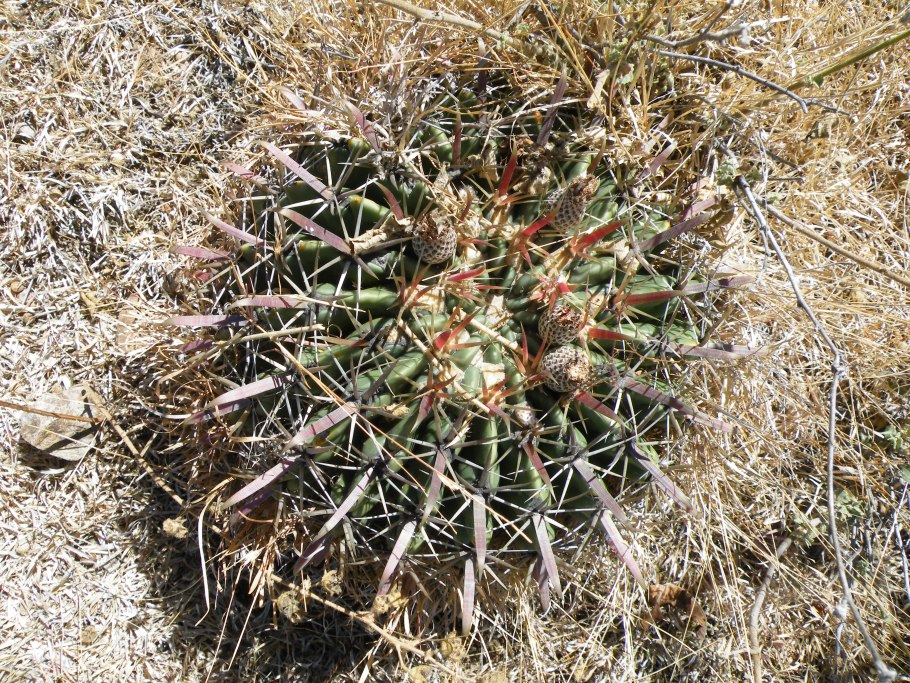 Арбуз колоцинт