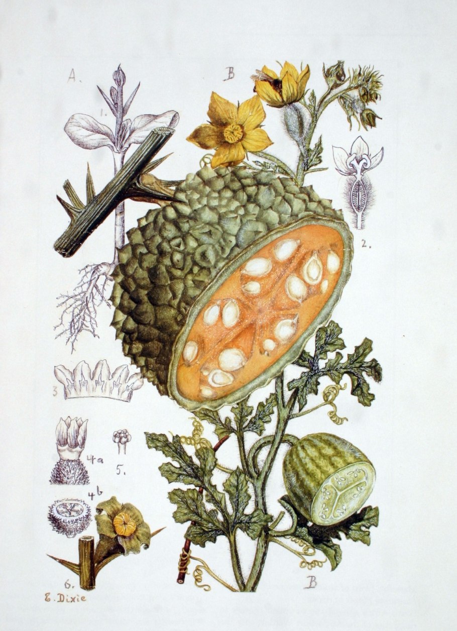 Дикий колоцинт