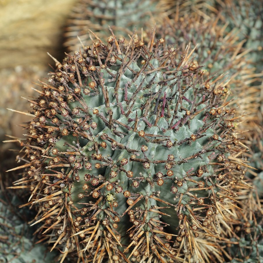 Энцефаляртос ощетиненный