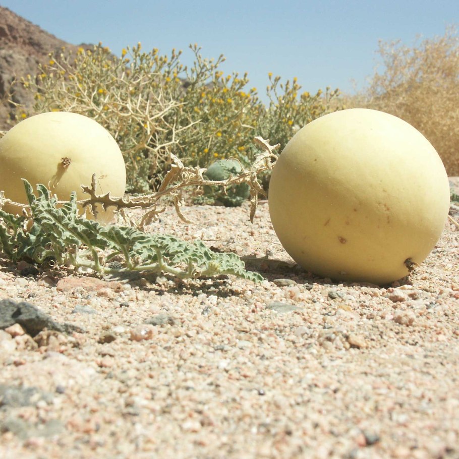 Ferocactus recurvus Puebla