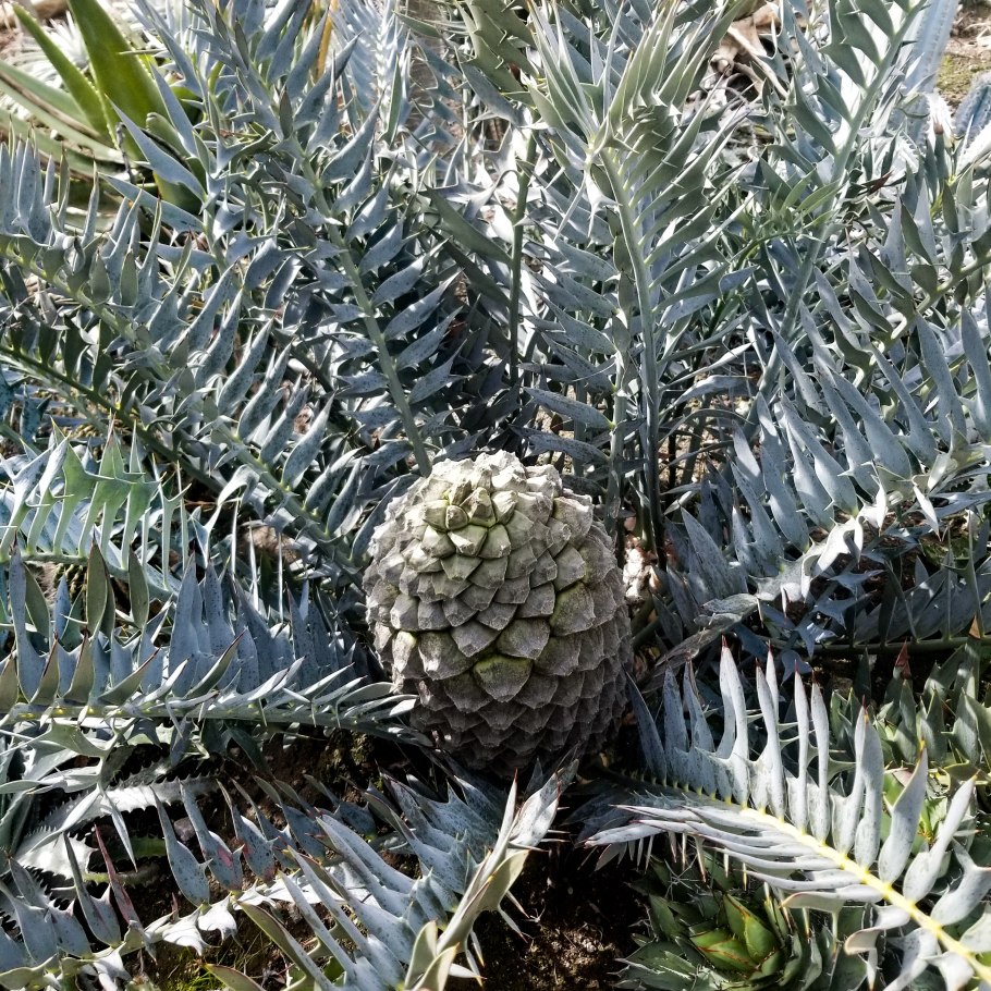 Молочай сосочковый Euphorbia mammillaris