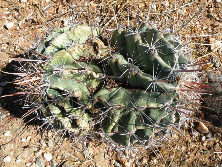 Молочай ощетиненный Euphorbia horrida