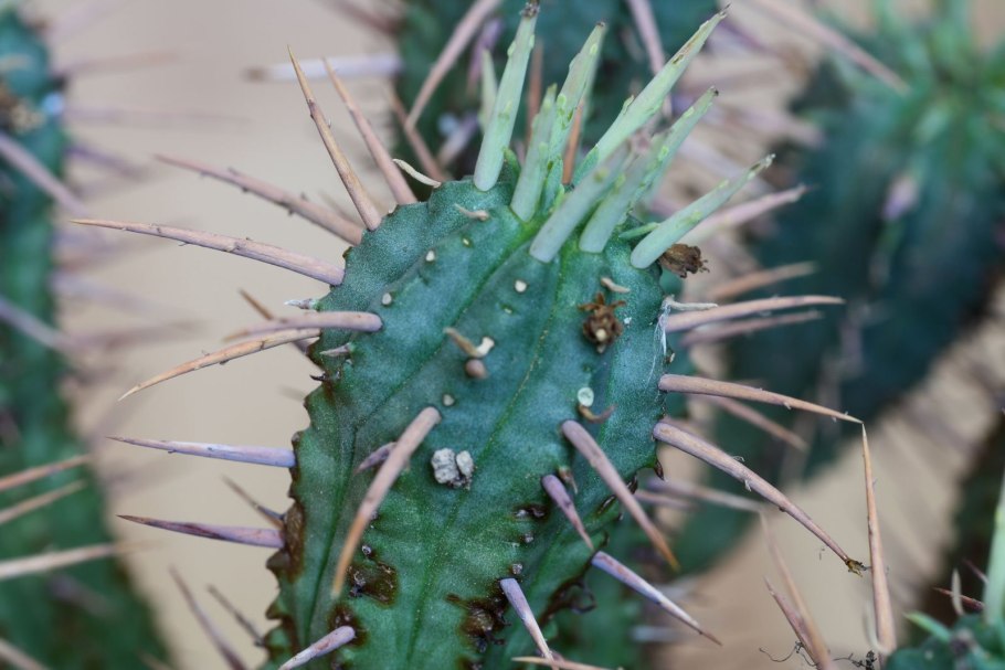 Citrullus Colocynthis