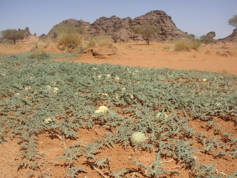 Citrullus ecirrhosus дыня тсамма