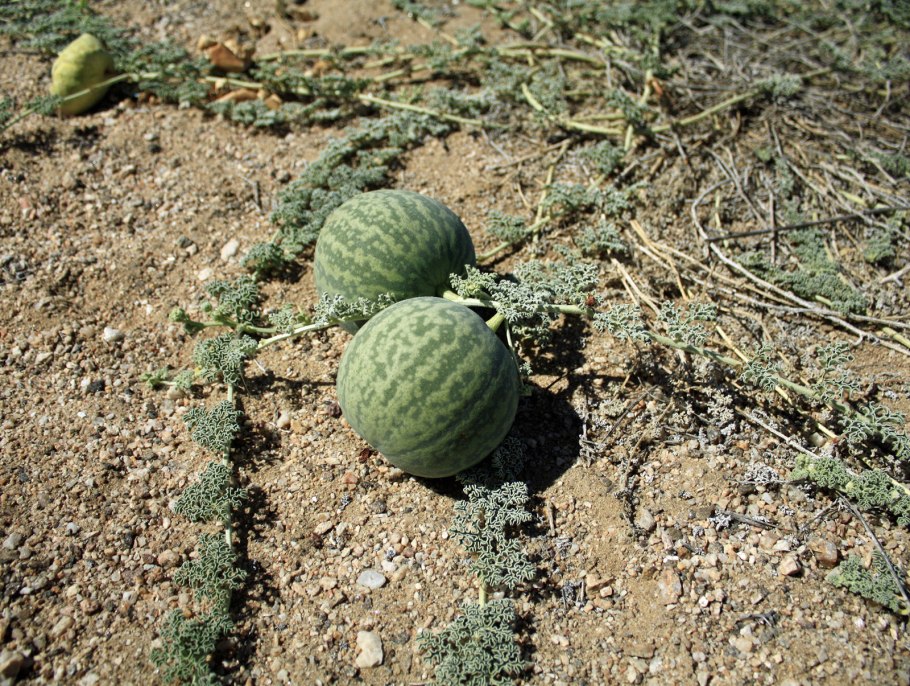 Encephalartos horridus