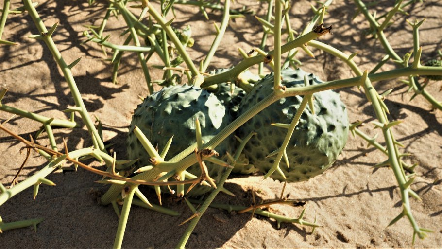 Acanthosicyos horridus