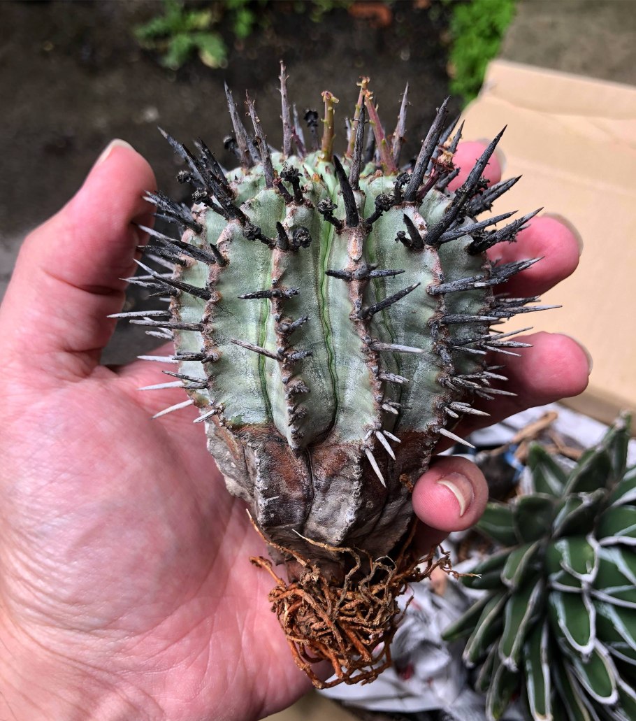 Дикие арбузы Калахари