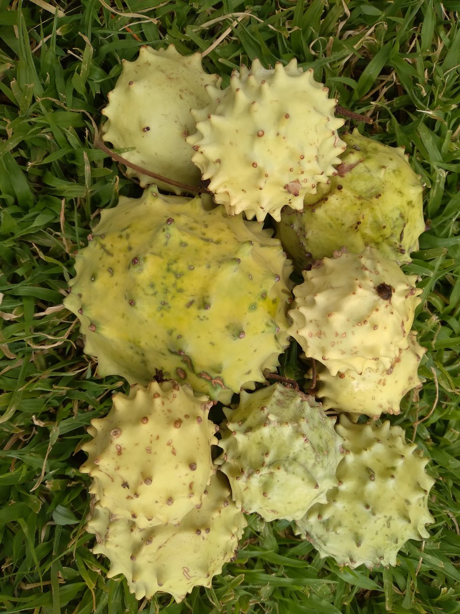 Энцефаляртос ощетиненный