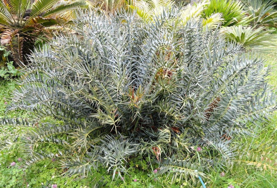 Acanthosicyos horridus