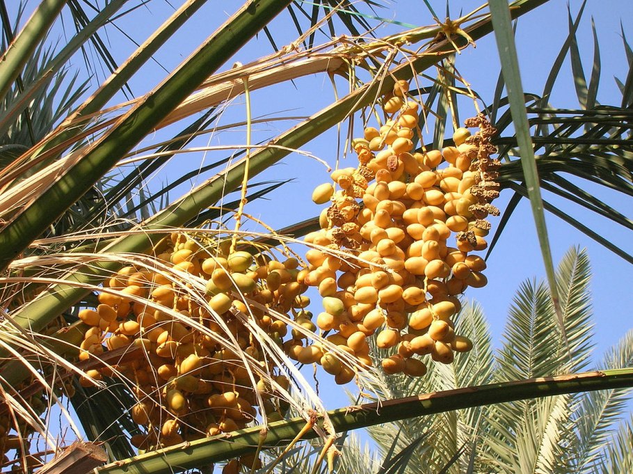 Дыни сорта Кавайон