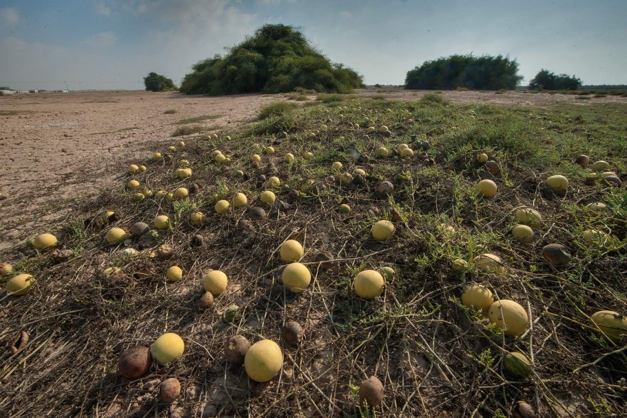 Родина арбуза Южная Африка Калахари