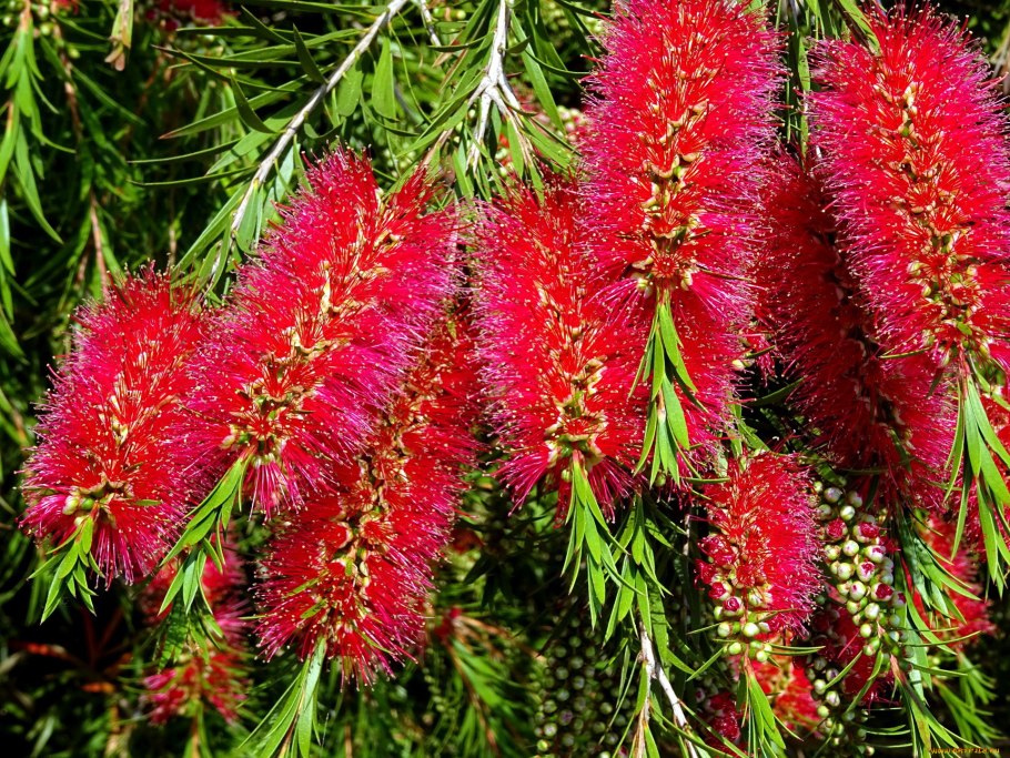 Цветок каллистемон