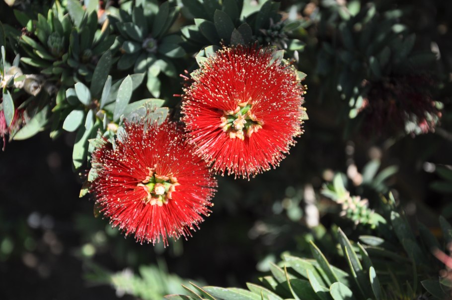 Каллистемон Виминалис