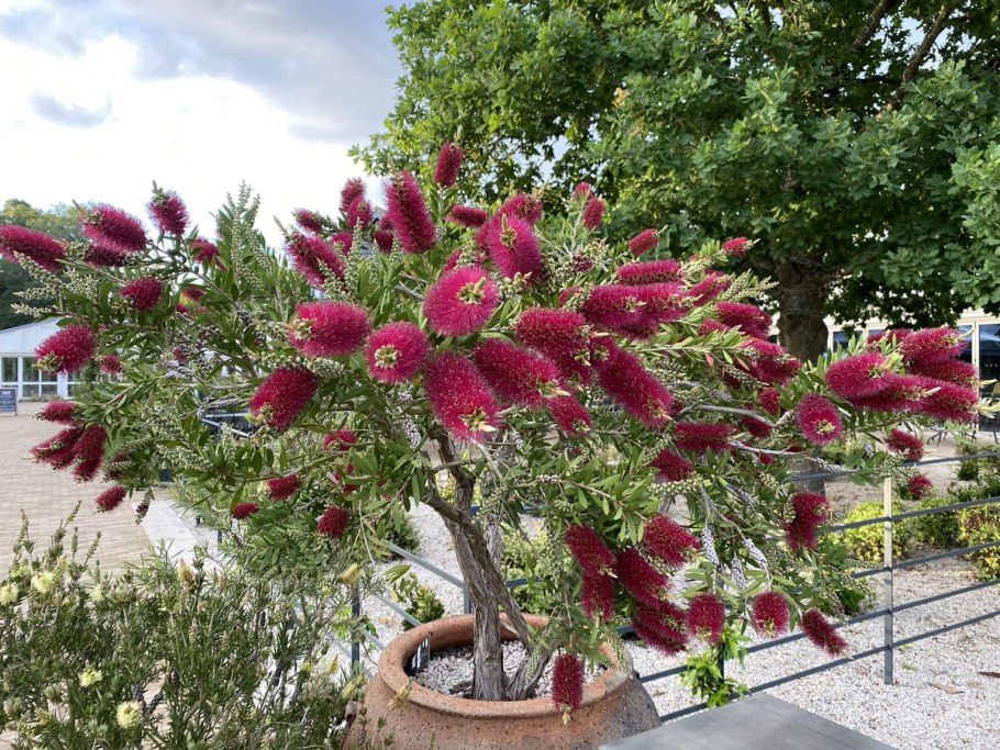 Каллистемон в открытом грунте