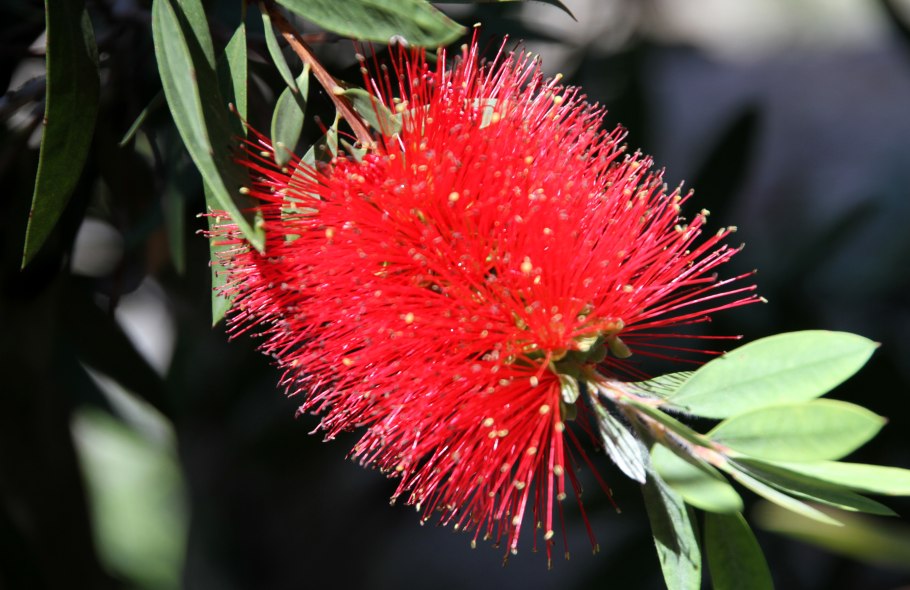 Callistemon citrinus Rosa