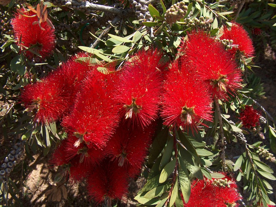 Callistemon subulatus (каллистемон шиловидный )