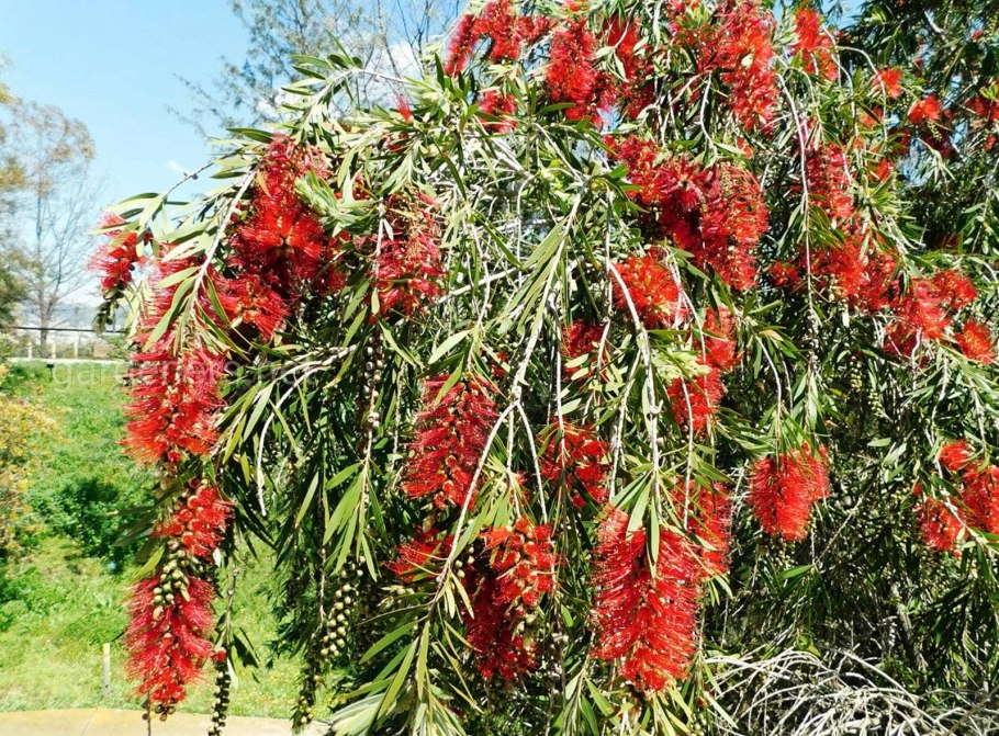 Каллистемон на штамбе