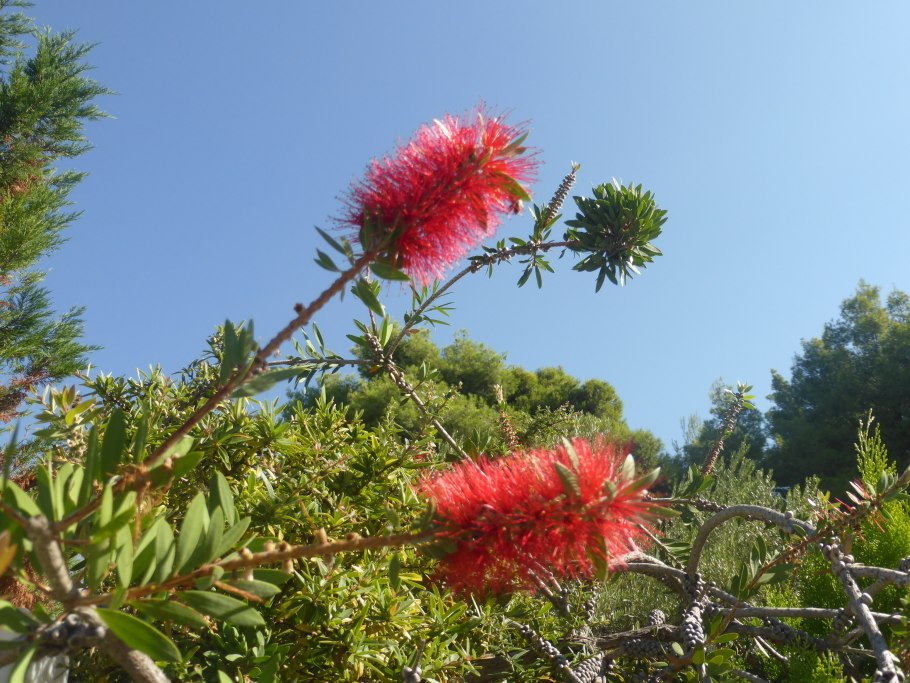 Каллистемон лимонно-желтый