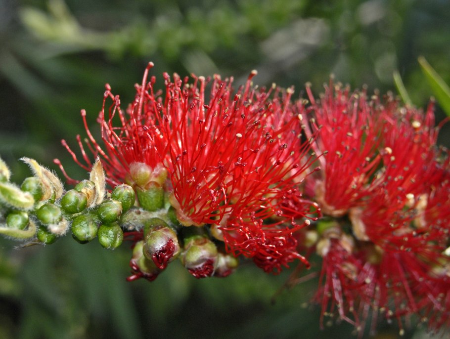 Каллистемон прутовидный, 3 шт.