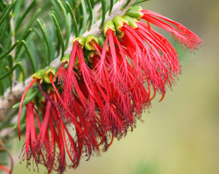 Каллистемон прекрасный дерево