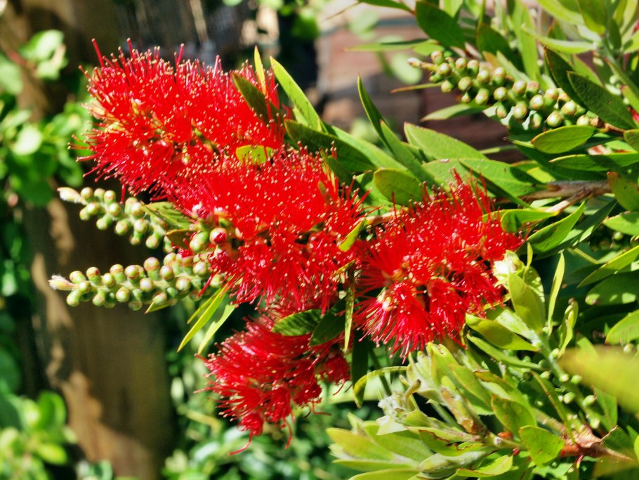 Каллистемон ядовитый