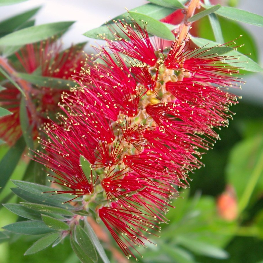 Каллистемон лимонный