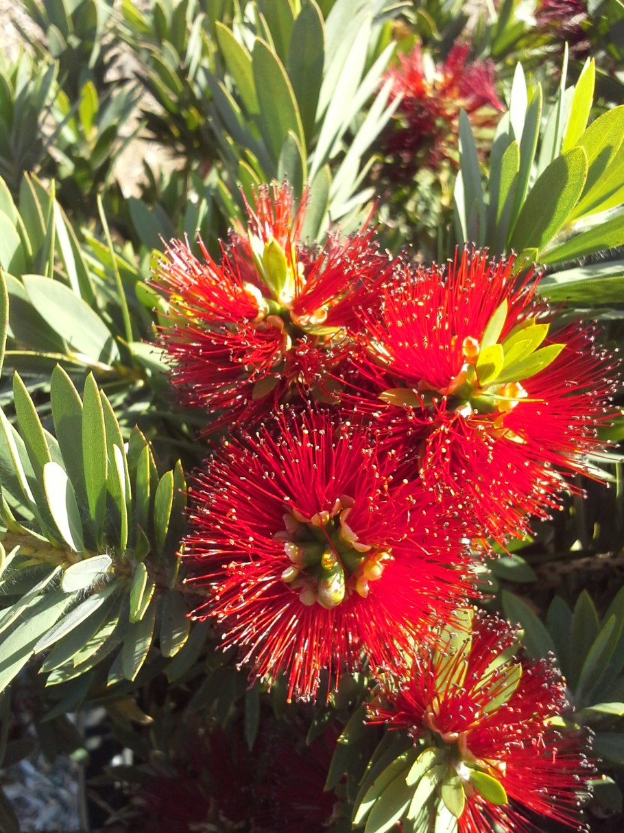 Medical used Callistemon