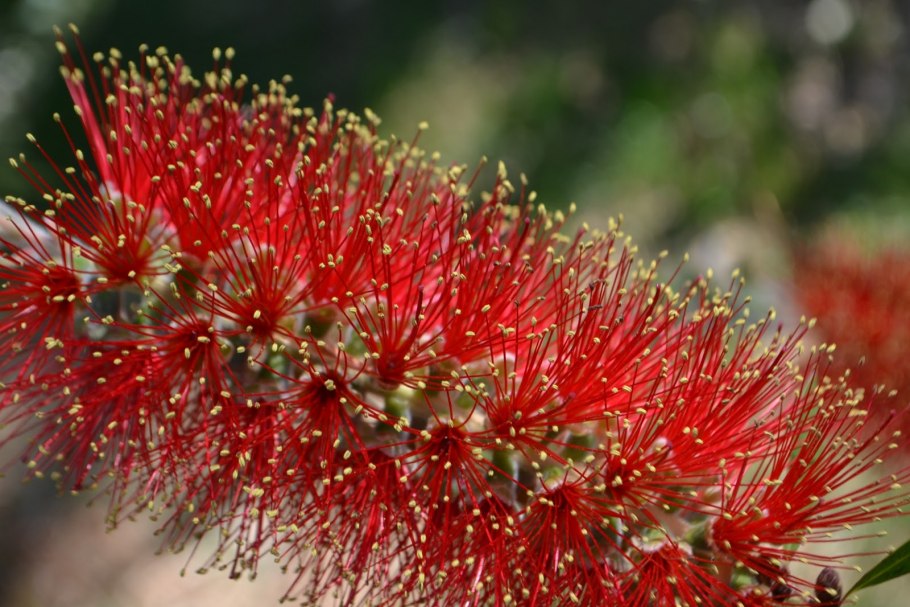 Каллистемон Австралия