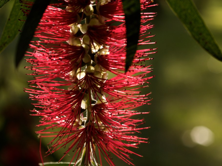 Callistemon speciosus