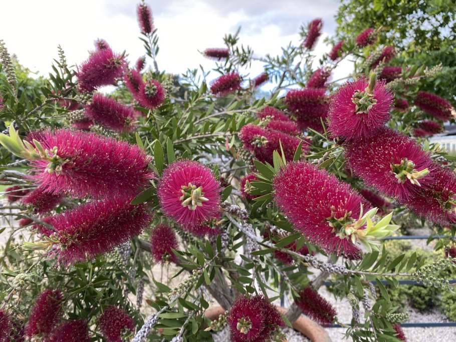 Каллистемон как пахнет