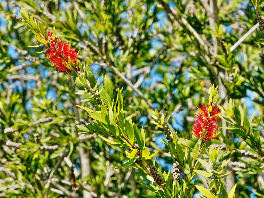 Каллистемон на штамбе
