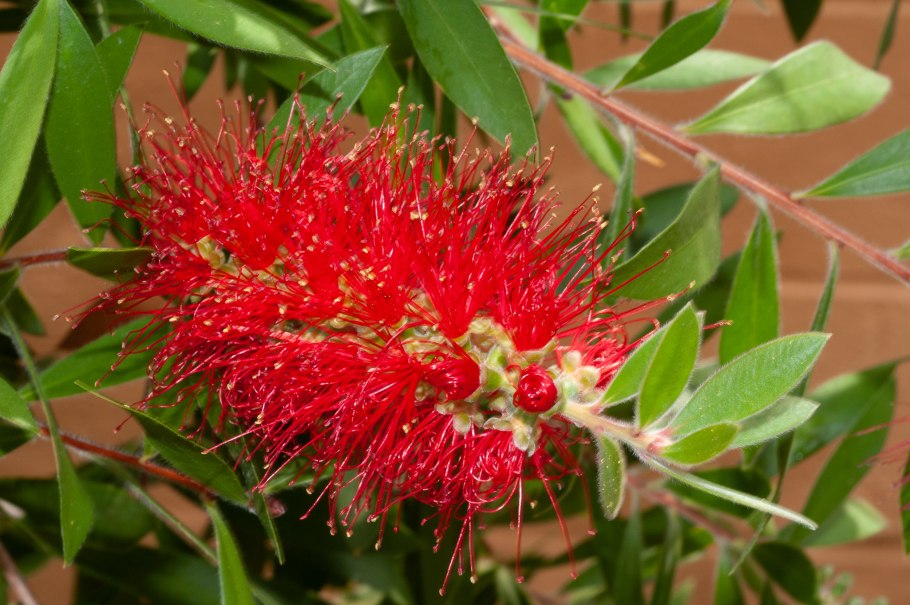 Каллистемон Екатерина Снытко