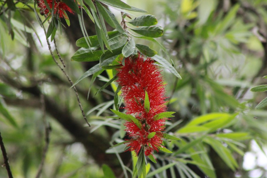 Каллистемон прутовидный