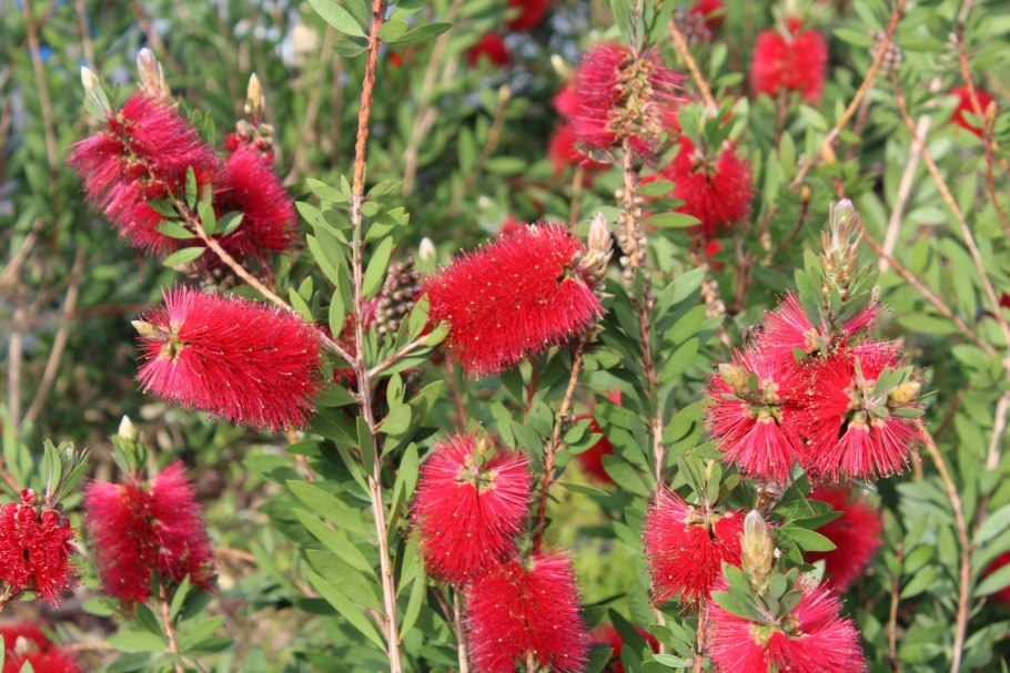 Каллистемон прутовидный, 3 шт.