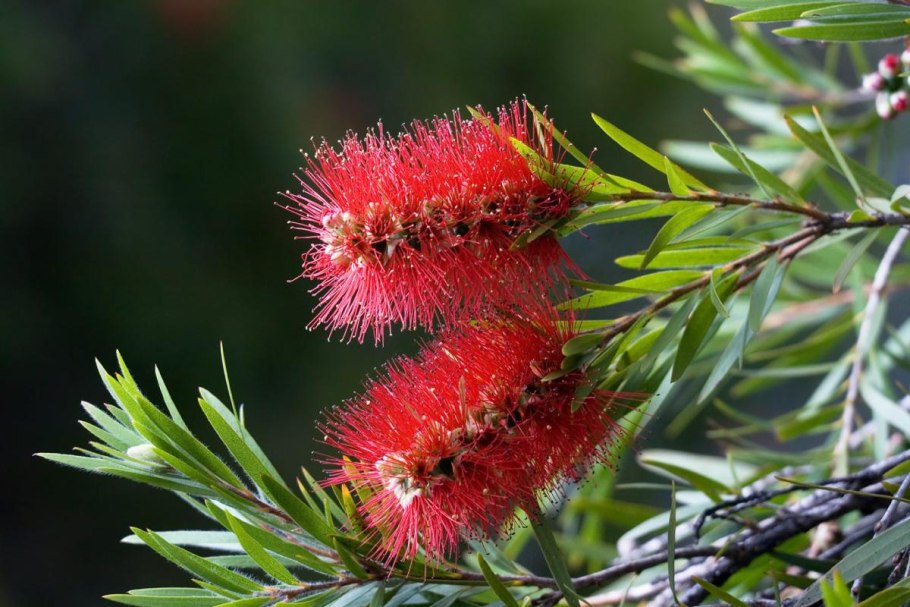 Каллистемон лимонный