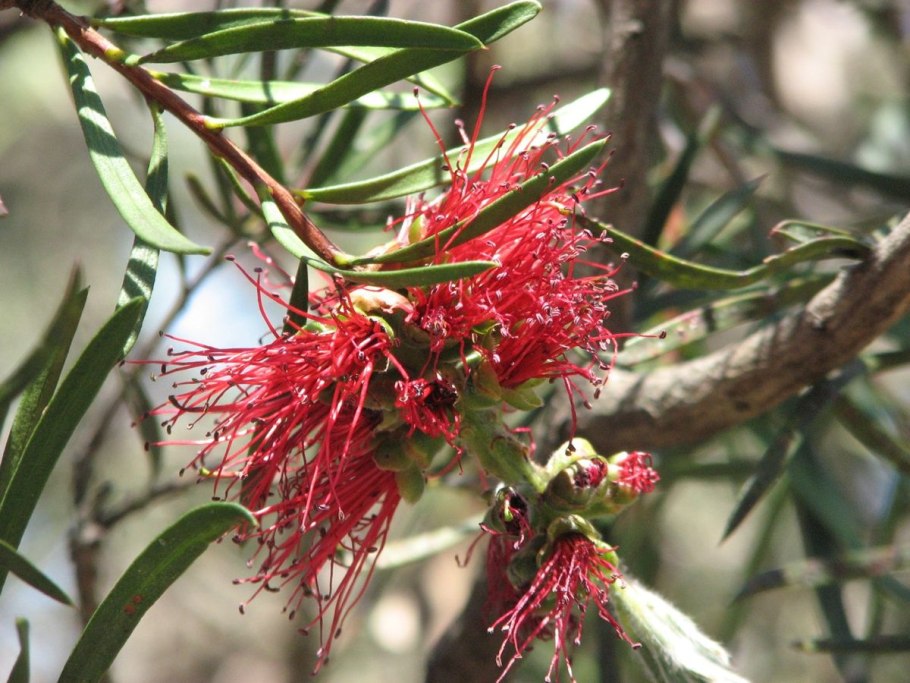 Melaleuca linearis
