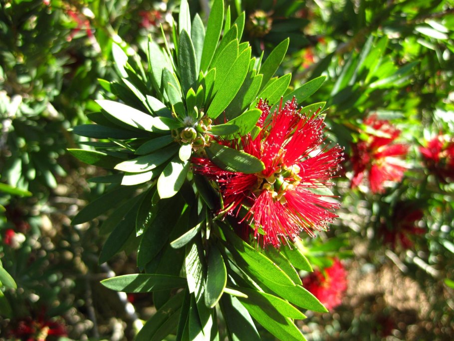 Каллистемон кустарник