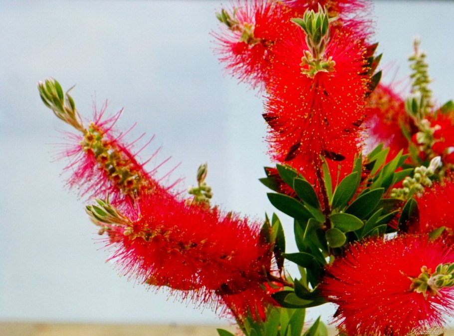 Каллистемон прутовидный