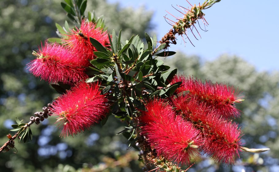 Каллистемон цитринус