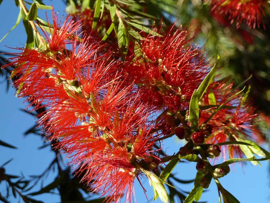 Каллистемон Екатерина Снытко